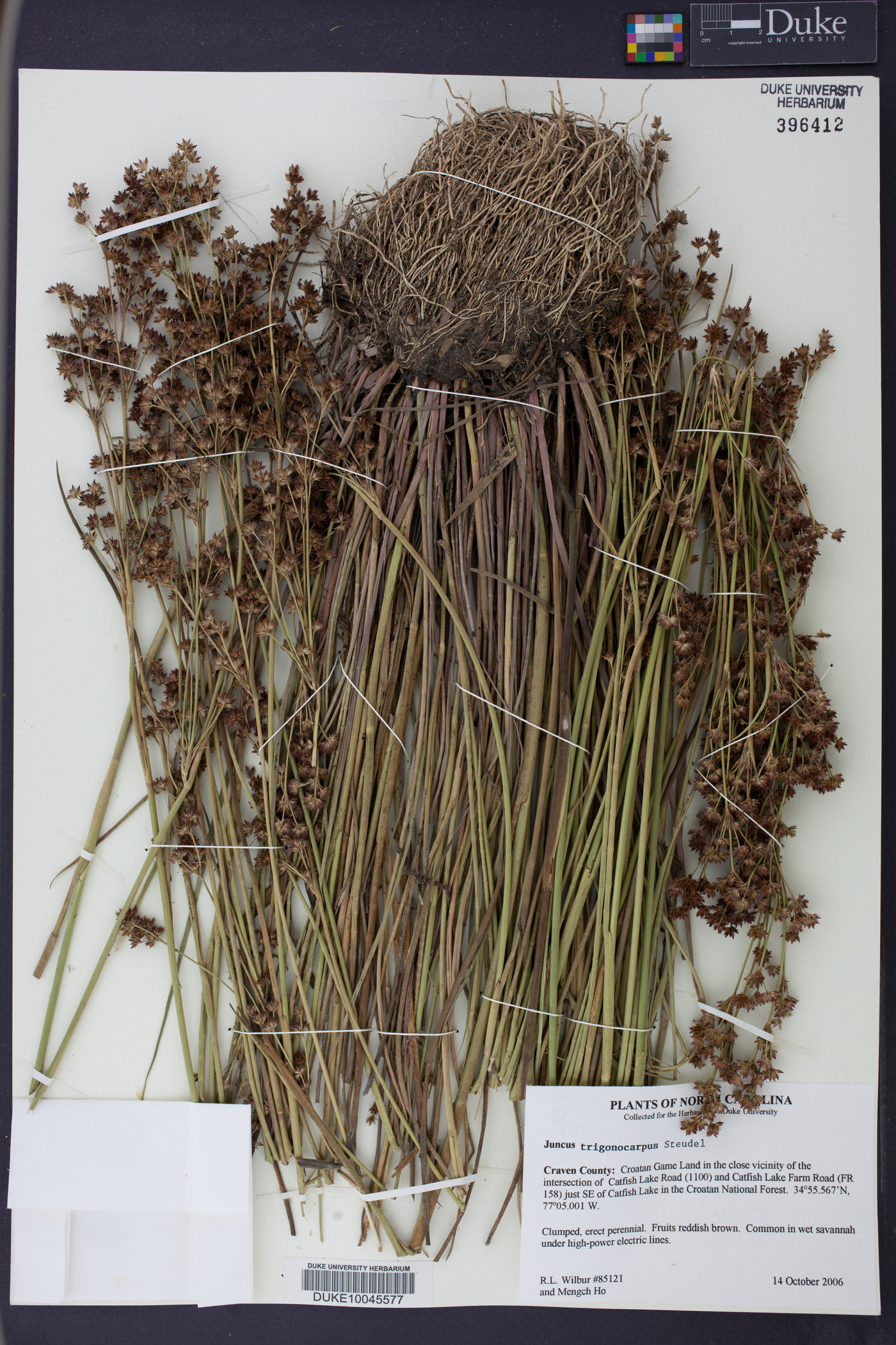 Juncus trigonocarpus image