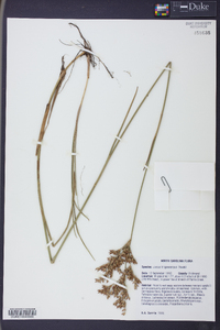 Juncus trigonocarpus image