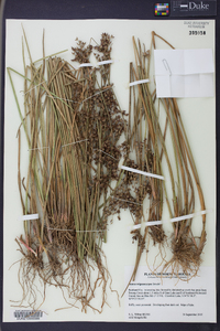 Juncus trigonocarpus image