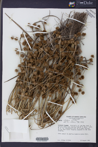 Juncus validus image