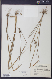 Juncus brachycarpus image