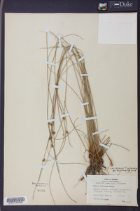 Juncus coriaceus image