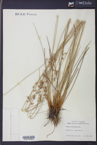 Juncus coriaceus image