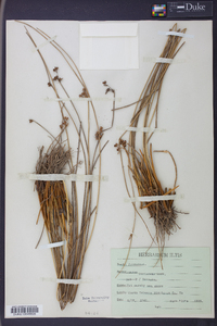 Juncus coriaceus image