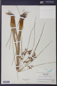 Juncus coriaceus image