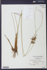 Juncus coriaceus image