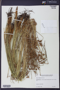 Juncus coriaceus image