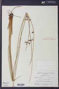 Juncus coriaceus image