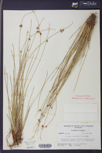 Juncus coriaceus image