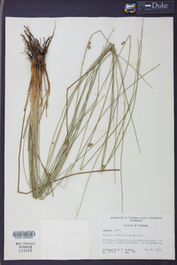 Juncus coriaceus image