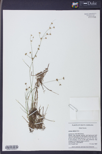 Juncus debilis image