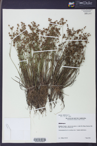 Juncus debilis image