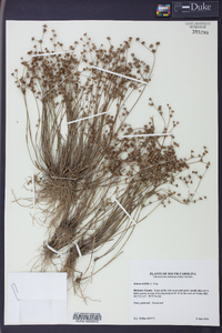 Juncus debilis image