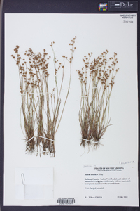 Juncus debilis image