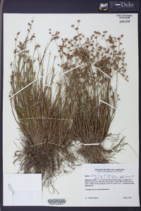 Juncus debilis image