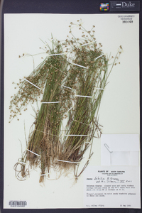 Juncus debilis image