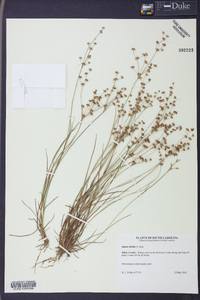 Juncus debilis image