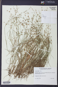 Juncus debilis image