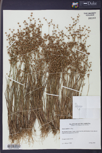 Juncus debilis image