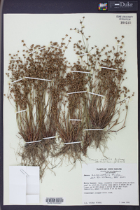 Juncus debilis image