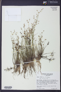 Juncus debilis image