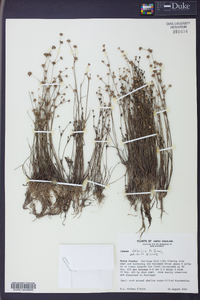 Juncus debilis image