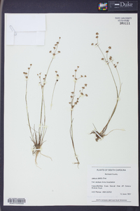 Juncus debilis image