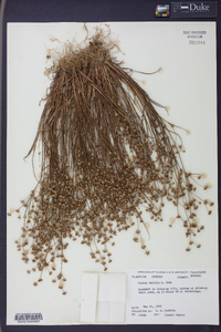 Juncus debilis image