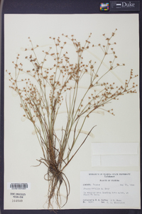 Juncus debilis image