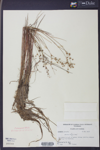 Juncus debilis image