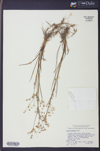 Juncus debilis image