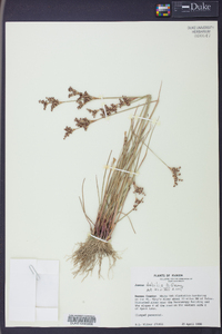 Juncus debilis image