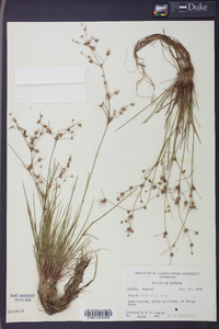 Juncus debilis image