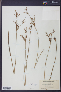 Juncus debilis image