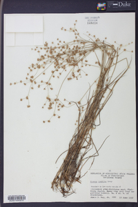 Juncus debilis image