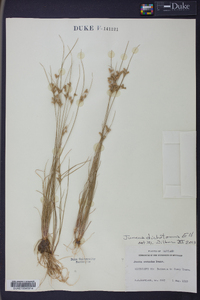 Juncus dichotomus image