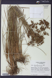 Juncus dichotomus image