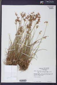 Juncus dichotomus image