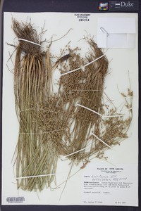 Juncus dichotomus image