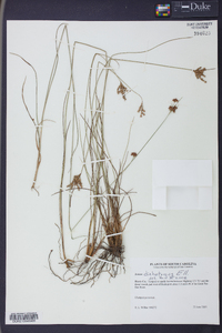 Juncus dichotomus image