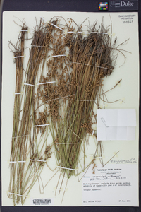 Juncus dichotomus image