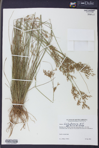 Juncus dichotomus image