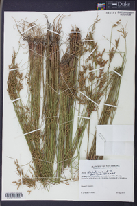 Juncus dichotomus image