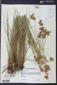 Juncus dichotomus image