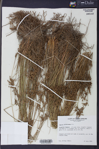 Juncus dichotomus image