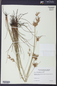 Juncus dichotomus image