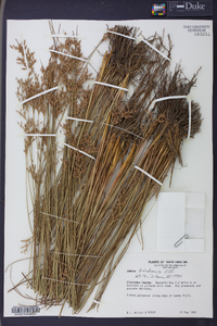 Juncus dichotomus image