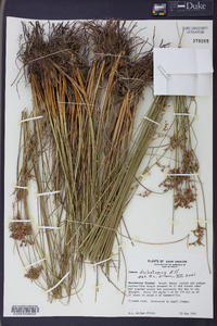 Juncus dichotomus image