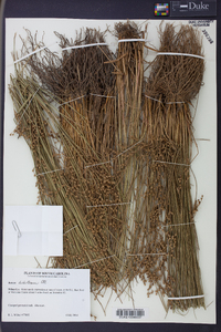 Juncus dichotomus image