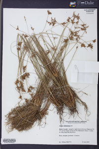 Juncus dichotomus image